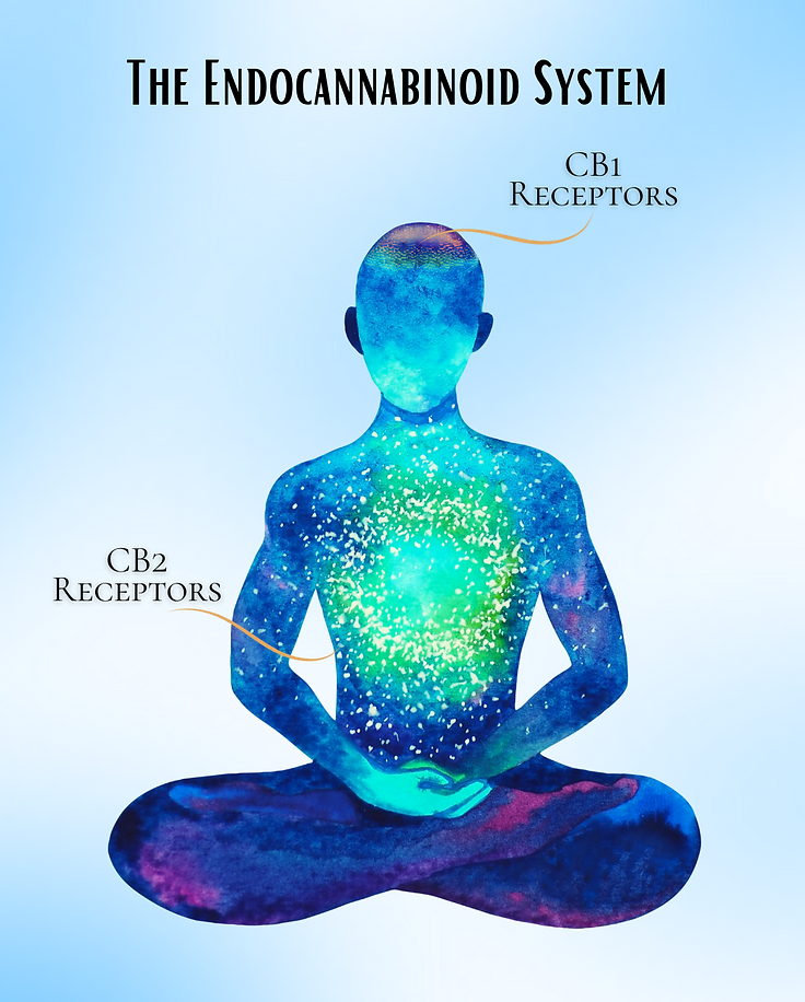 The Endocannabinoid system
