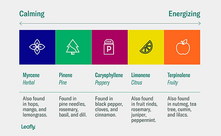 The different types of terpenes
