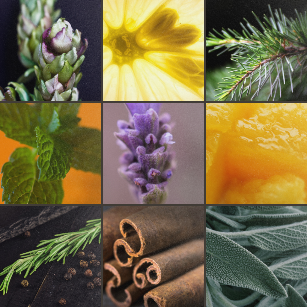 macro image of hops, lemon, pine, mint, lavender, mango, rosemary, cinnamon, & sage