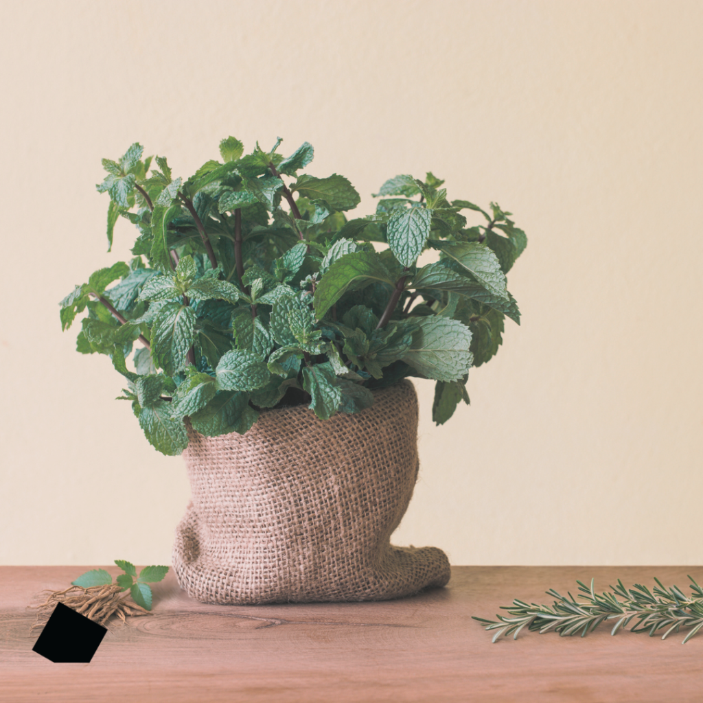 Ginseng, Peppermint, and Rosemary Herbs