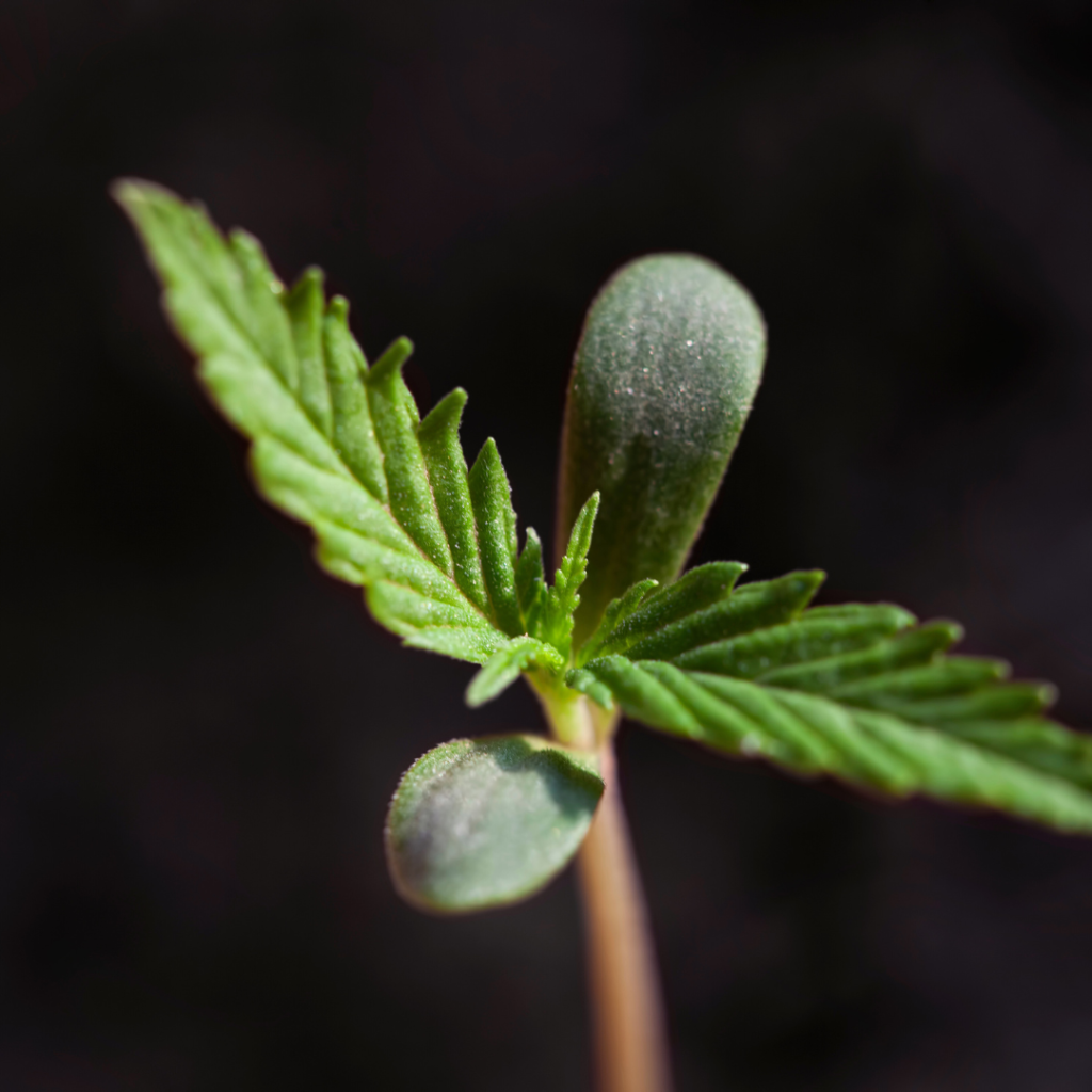 Seeding by Dharmapada Behera